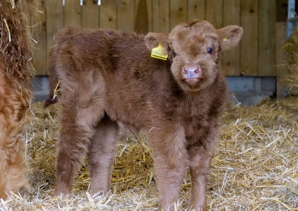 Meet Hamish the baby cow charming all at brilliant zoo