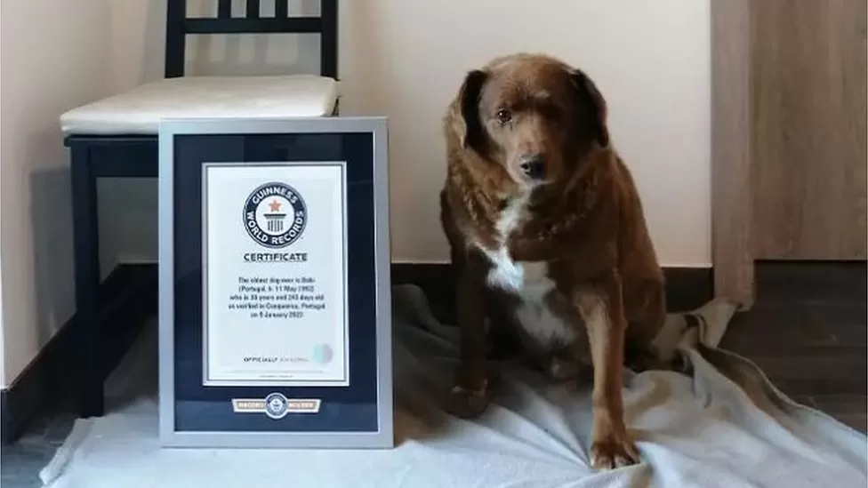 Meet Bobi the world’s oldest dog of all time