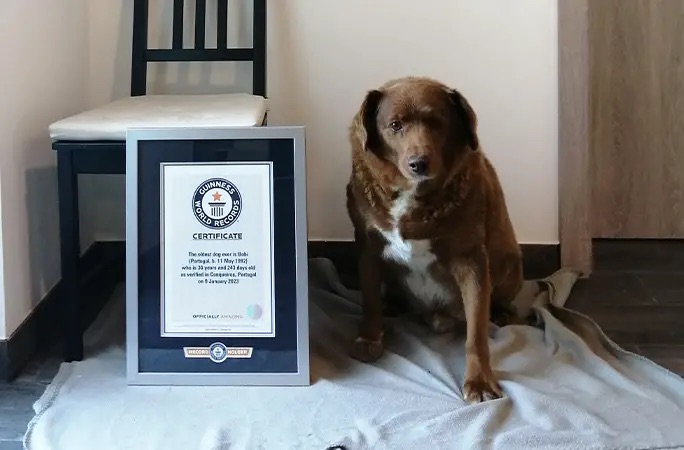 (Watch video) Meet the world's oldest dog, Bobi - a staggering 31 years’ young