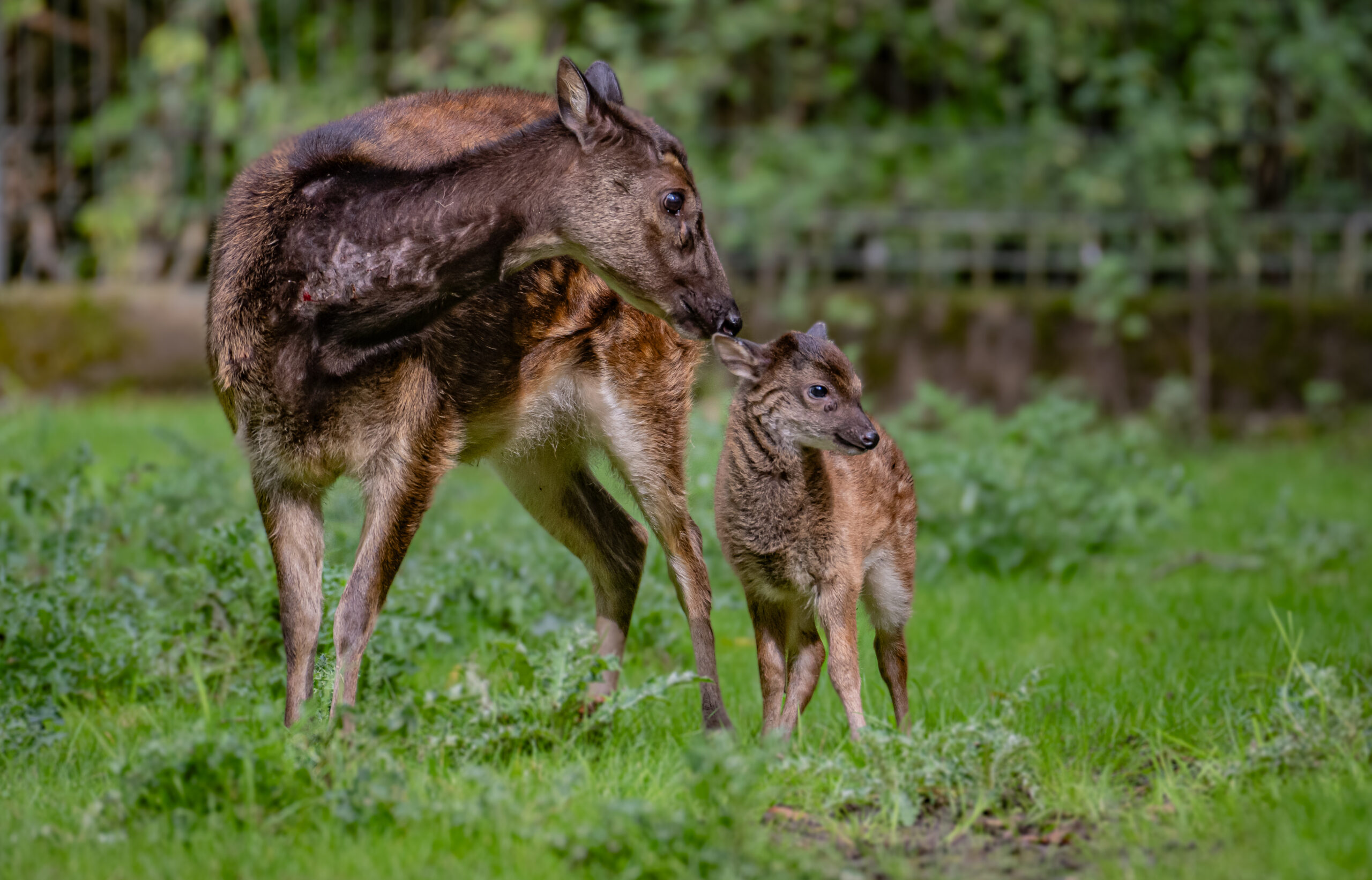 Hello Hercules! Endangered deer fawn seen for the first time