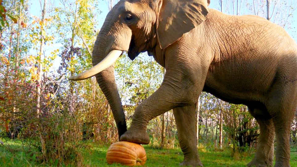 Noah's Ark Zoo Farm grows pumpkin harvest using elephant and rhino poo
