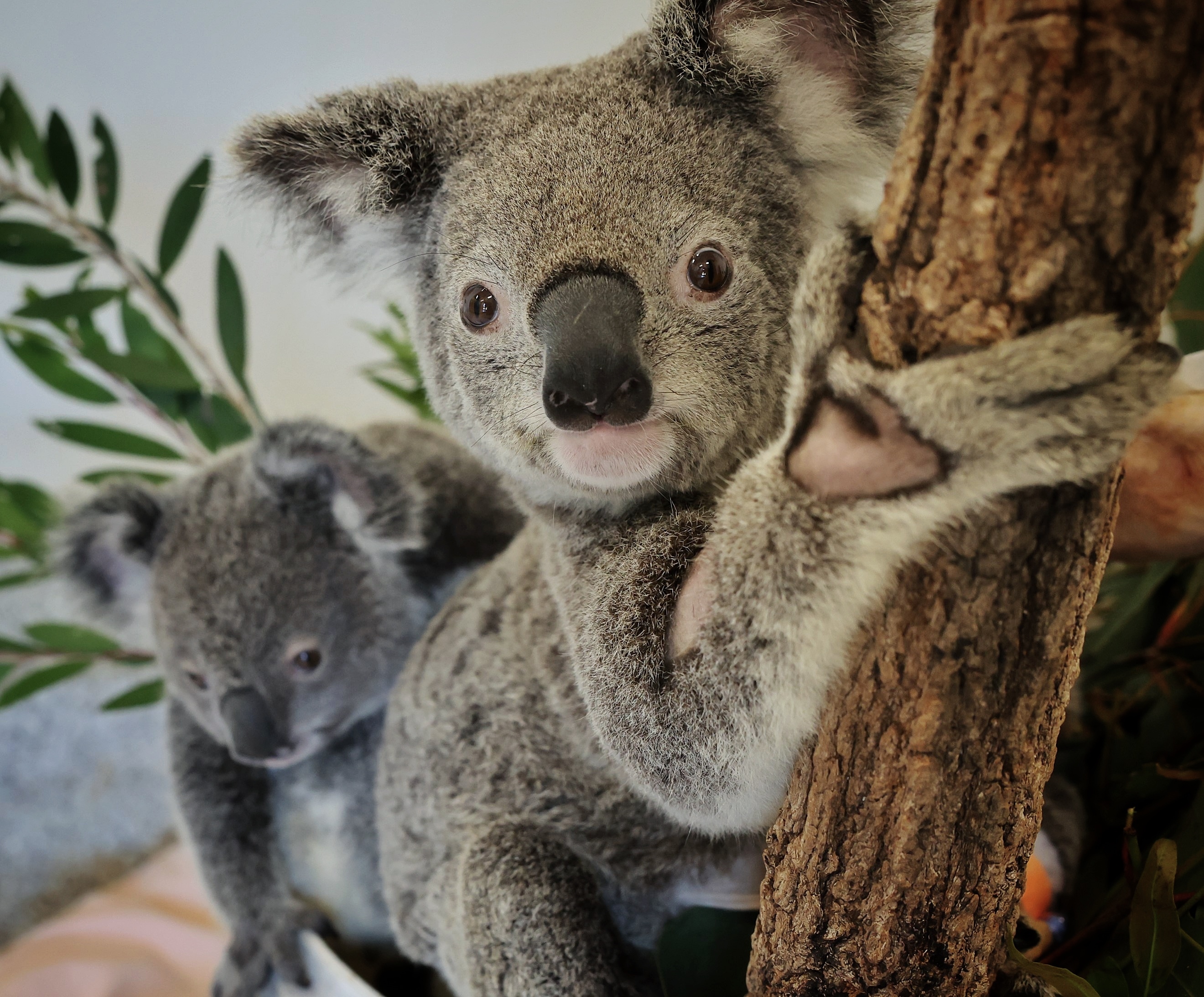 Good news for Bluebell, Bottlebrush and other endangered koalas in new partnership