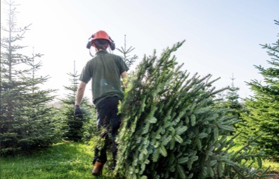 Noah’s Ark Zoo Farm Gears Up For Biggest Christmas Tree-Cycling Yet