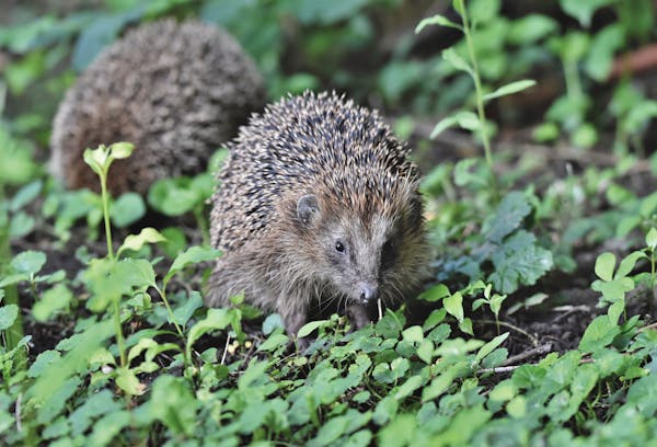 Good news for the humble hedgehog as sightings on the rise after years of decline