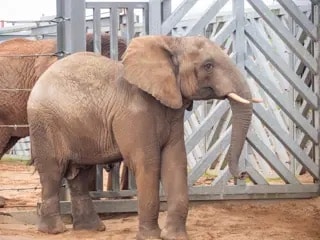 Meet Uli, the African Elephant th newbie at UK’s only bachelor elephant habitat